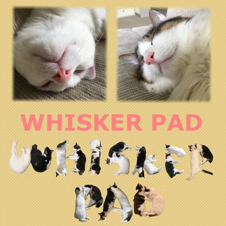 2c862394 c90f 4253 b590 3581466007f5 1666565377724