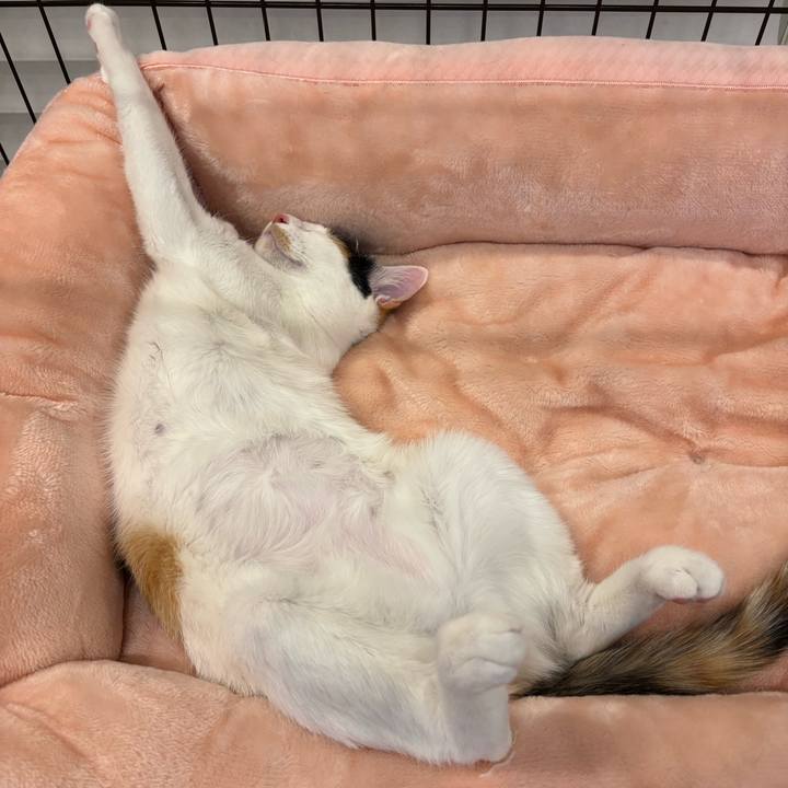 2c87ba2e 6a58 4b53 b21f 6b847deb0281 1771592268256