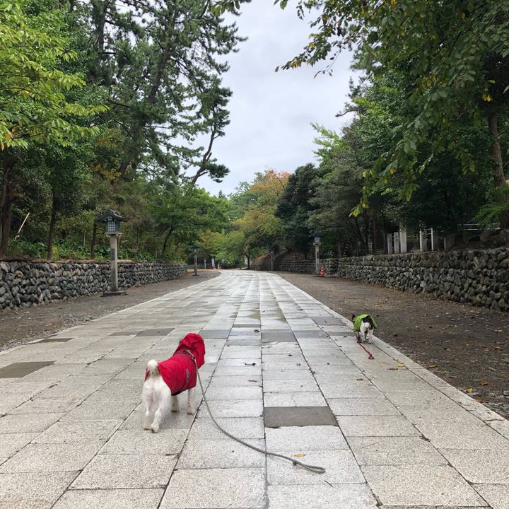 2c90d99a 09e7 4f19 8061 96507672a690 1569715033787