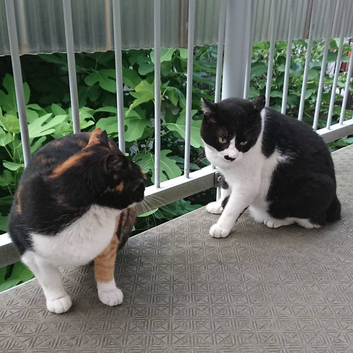 2c9183b9 8e09 4422 832b a88eb40ab80d 1530961070074