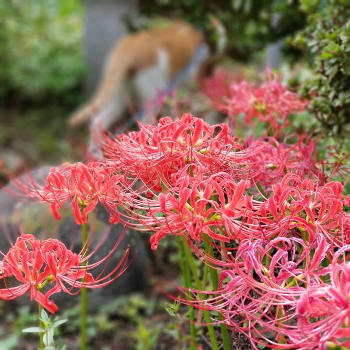 2c920087 3caa 4dac b07e 69dbf59d08f9 1537935594835