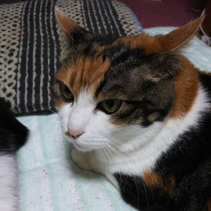 2c941f41 f4e9 4010 8d2a 7c2c7cbf132f 1547584935181