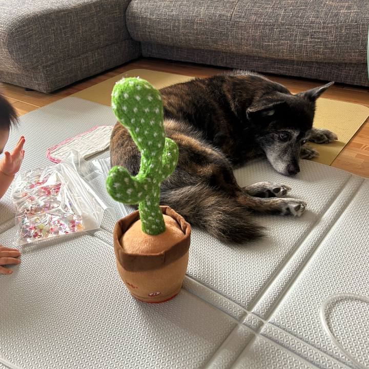 2c94c558 f531 4271 beee 4e63b4a76d58 1720946182265