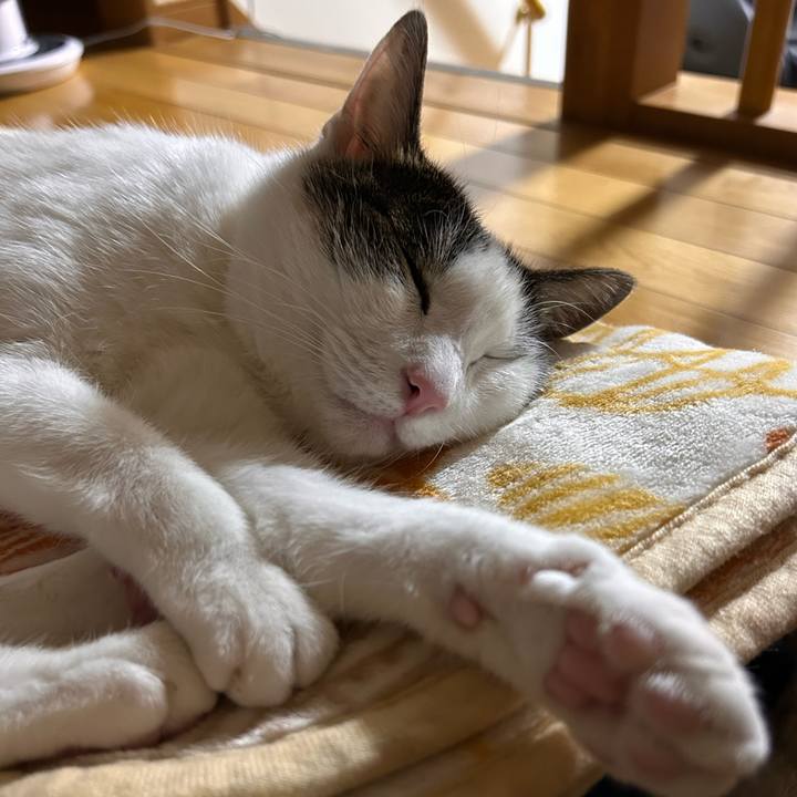 2c96eaa8 825a 43e2 8099 6700aa224c4f 1719236022439