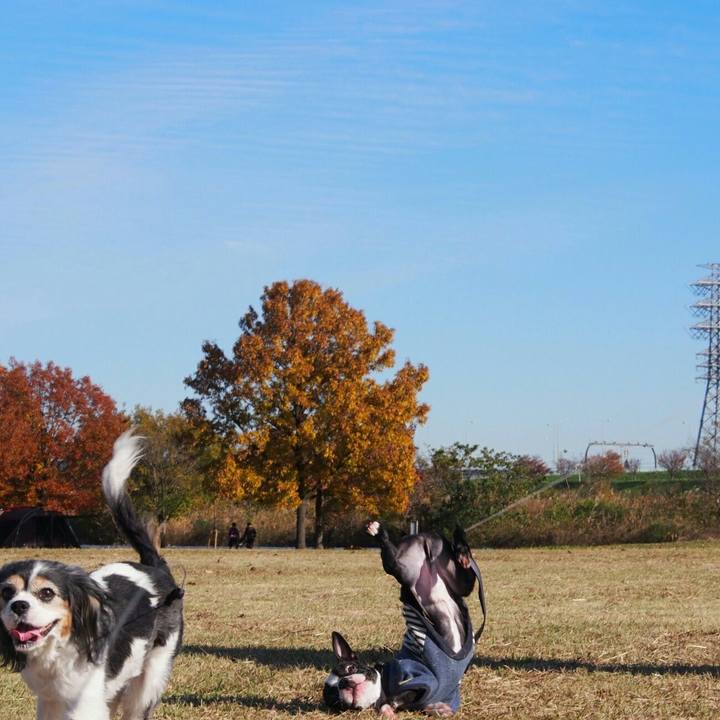 2c99a804 e55b 4b00 bd53 c7df57d6eed5 1511586480495