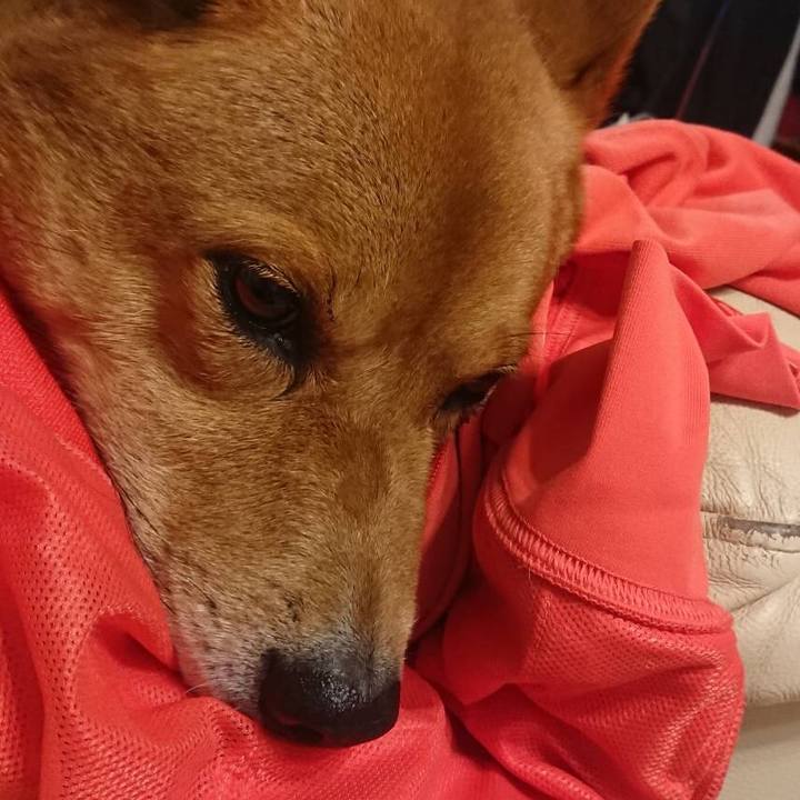 2c9a8c72 ab8b 4539 b52c 43640de0010f 1590583044313