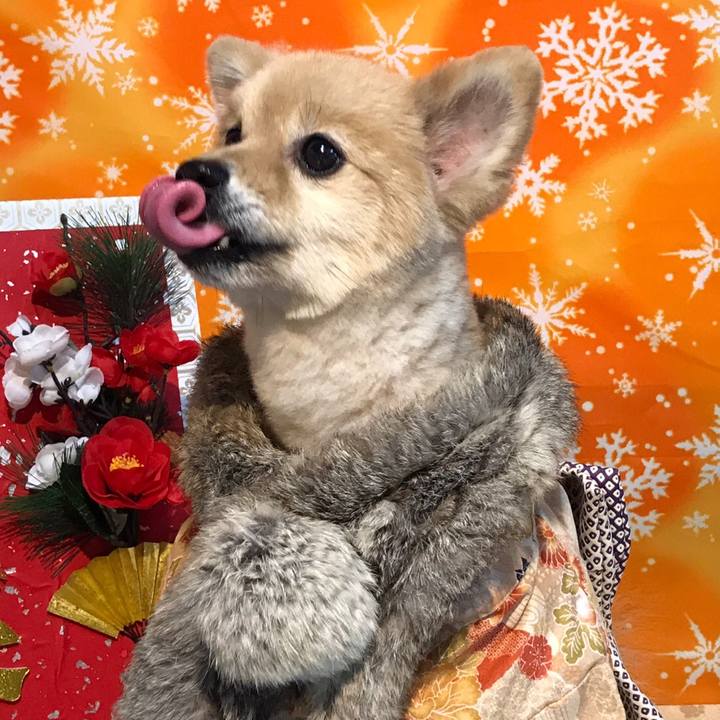 2c9afc5c ebfc 4db2 a0de cf5ace298c23 1578139311572