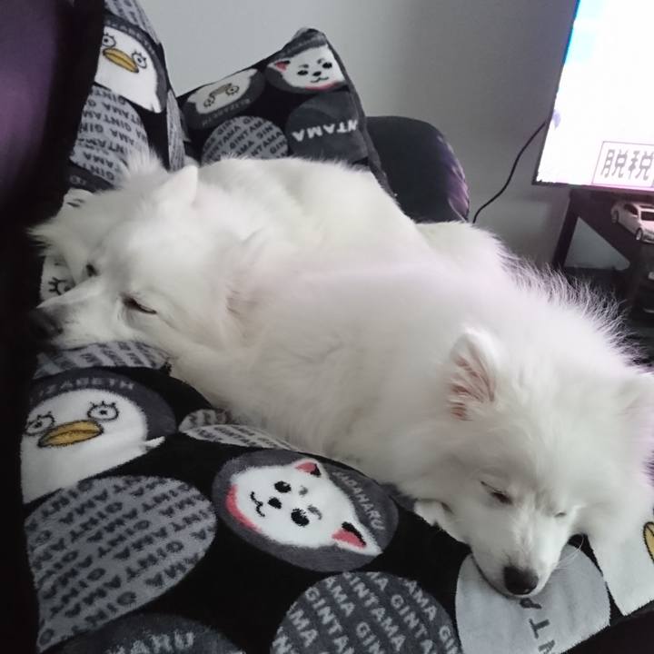 2c9afd43 32ca 4c2a b4fa 28347e67cf96 1550039497643