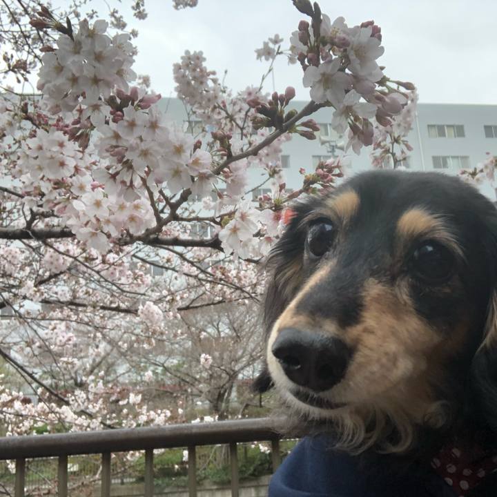 2c9c1cbd db03 4531 857b 1f316b4c84b7 1584935056911