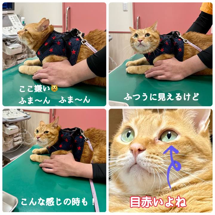 2c9c4426 0808 4253 834b d03c37746201 1695649111449