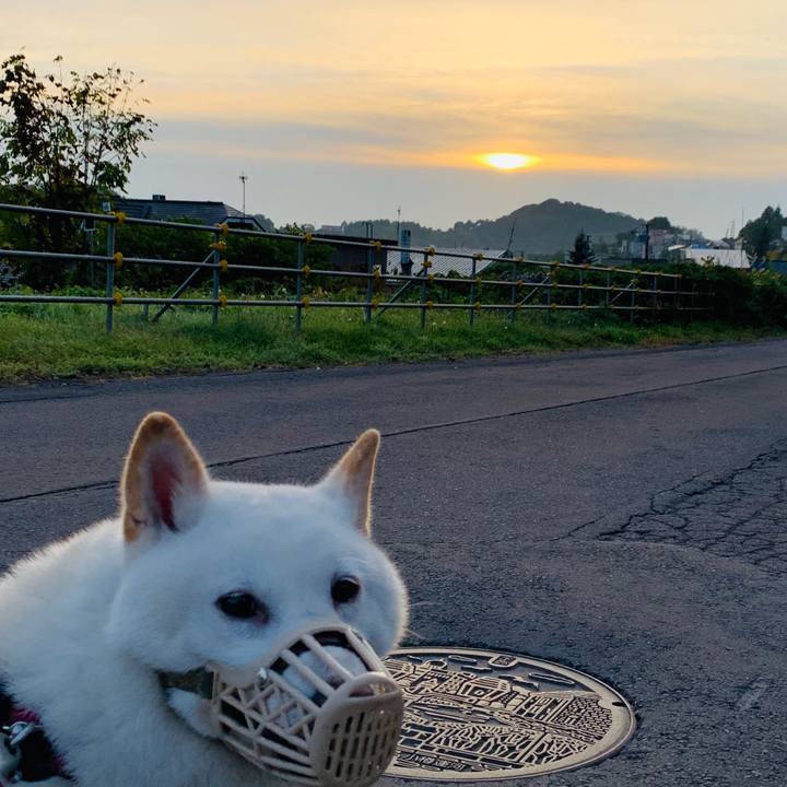 2c9cd7b4 2258 43c8 9736 c03547963151 1601419191239