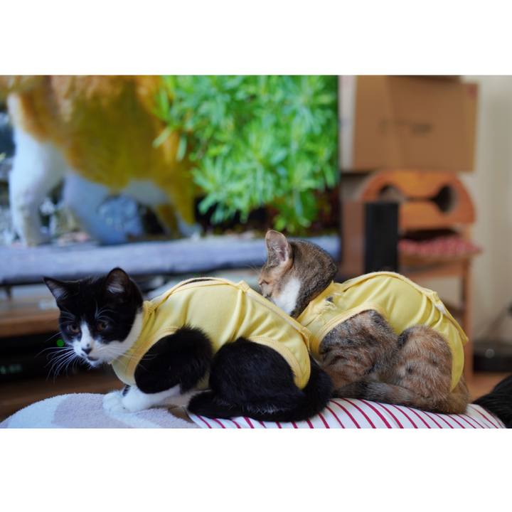 2c9efd9d b3e8 406f 80cc 949dedd65e99 1579439865481