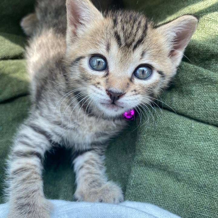 2ca0420c 1696 4ec0 8ef2 f00ebff27606 1596426409496