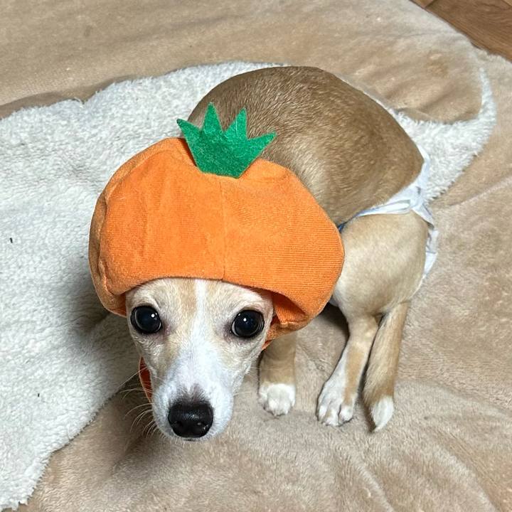 2ca0514b af2b 44e7 bf4b f8962dcf2221 1675079545414