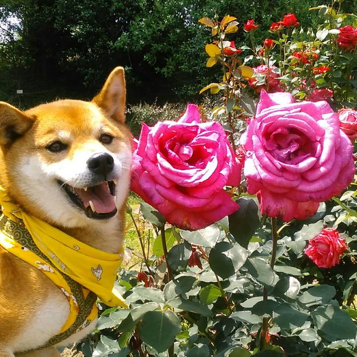 2ca051f4 36c1 4cdf 81cc 9e157a46d132 1527402006136