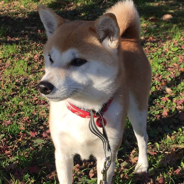 2ca1444b 00e8 4a8d 9e5b 85ca1e79d50b 1513045890458