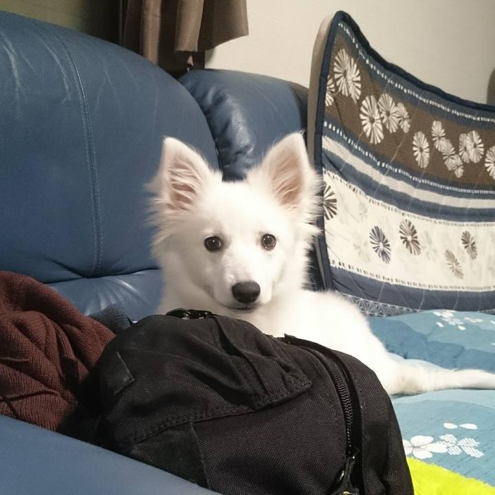 2ca277ed 352f 485c 9a3a 9a39440a6085 1573454804584