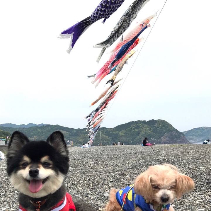 2ca2f722 472a 4646 bf5a 1fa7c353ced5 1525565766789