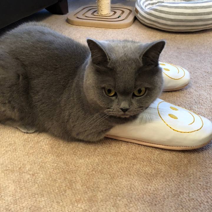 2ca3fcac adcc 4b86 9cdd 001fcd57766b 1518423957465