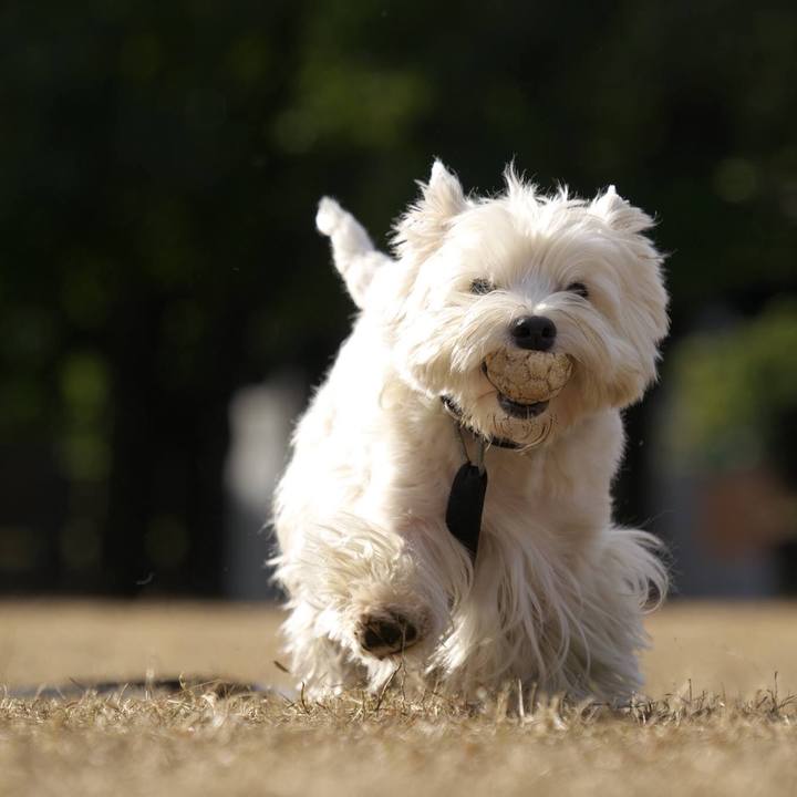 2ca51e4d 4ded 4180 a331 da51c0b1f83d 1514555145231