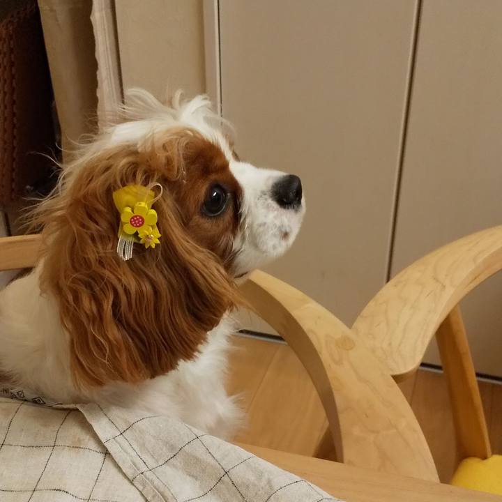 2ca5374a 23a8 47ff 8ce1 fd4811a7fc47 1585135821786