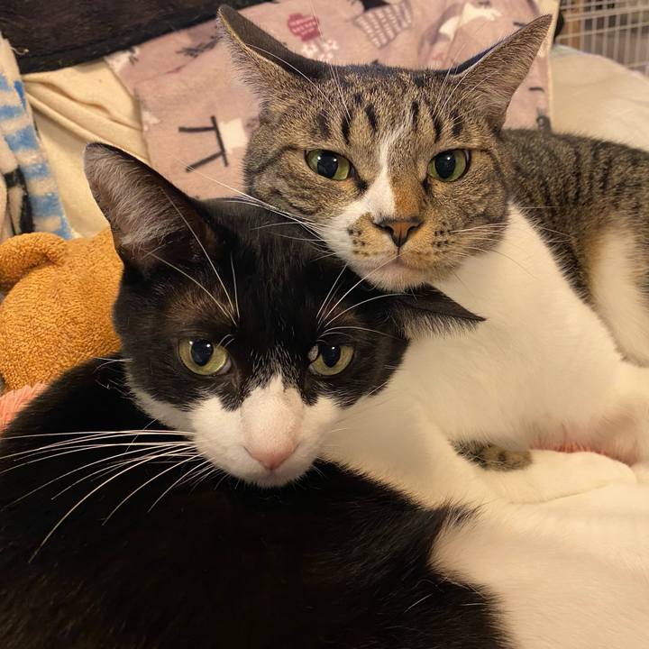 2ca5b6d0 2b71 42dd b06f 3168ca79d1c7 1729339670482