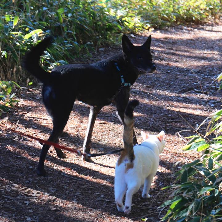 2ca5ba0d acac 410b b286 20b74f9401ab 1576661941998