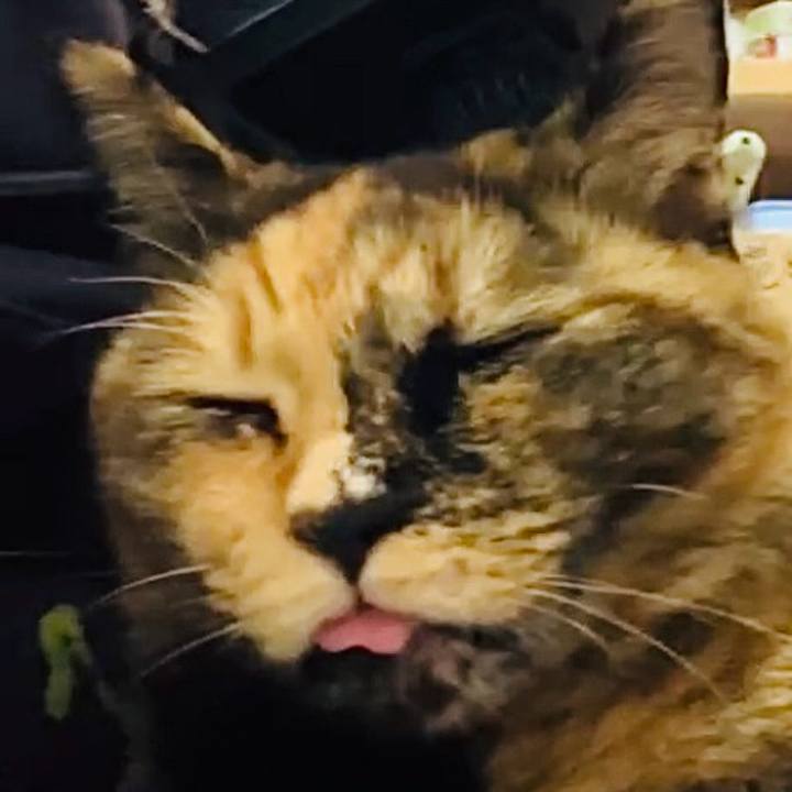 2ca6c20c 0dec 4918 a66c 97f3d6c4133e 1731922989397