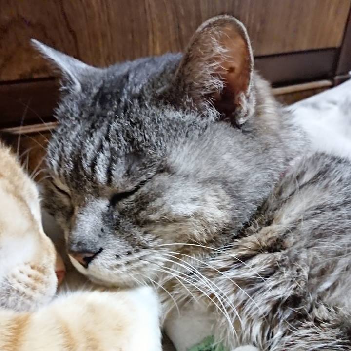 2ca80035 710e 47d6 9867 9da2119feda9 1587389762640