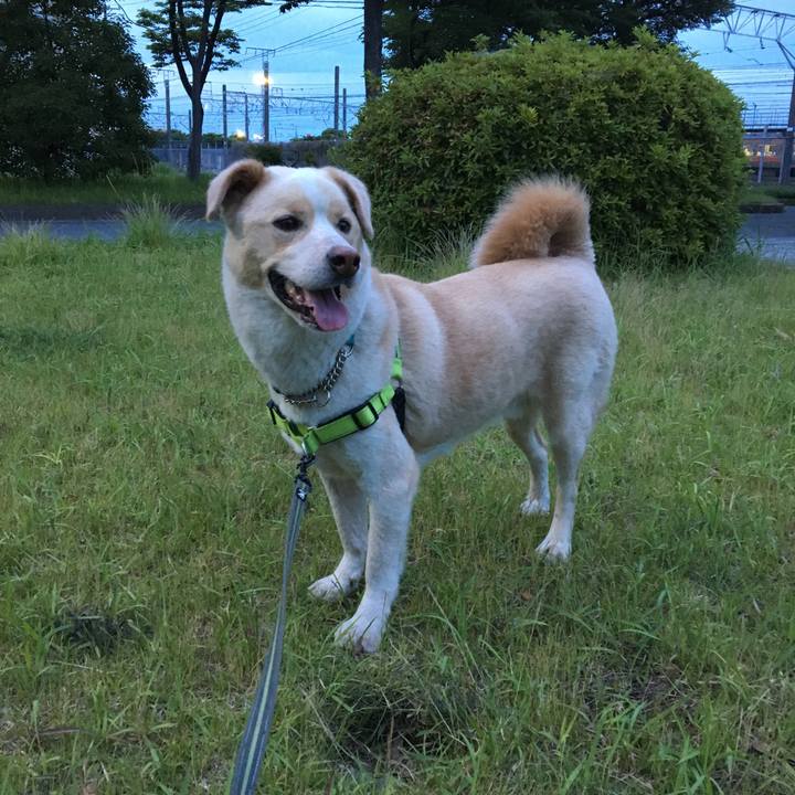 2ca98f13 35f6 4613 8504 9bd0d83daf63 1528210717039