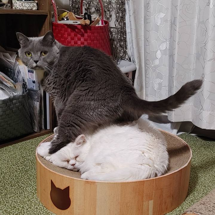 2cabe6fb a671 4240 9ffb 9088204636ca 1710163748174