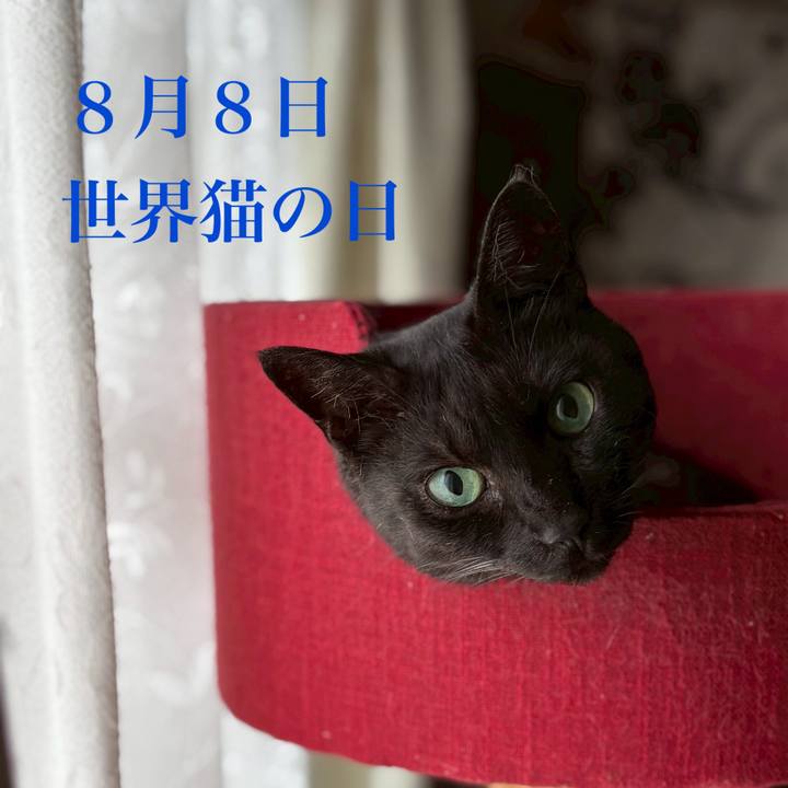 2cade608 0472 4a40 82c4 a43fe96159c1 1754655793543