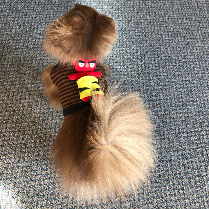 2caf25cd f023 4c44 84d6 cd7f2bea015c 1549166684133