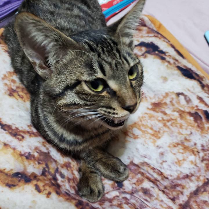 2caf638c 89c3 41d9 b6c8 936e46066a27 1543571071786