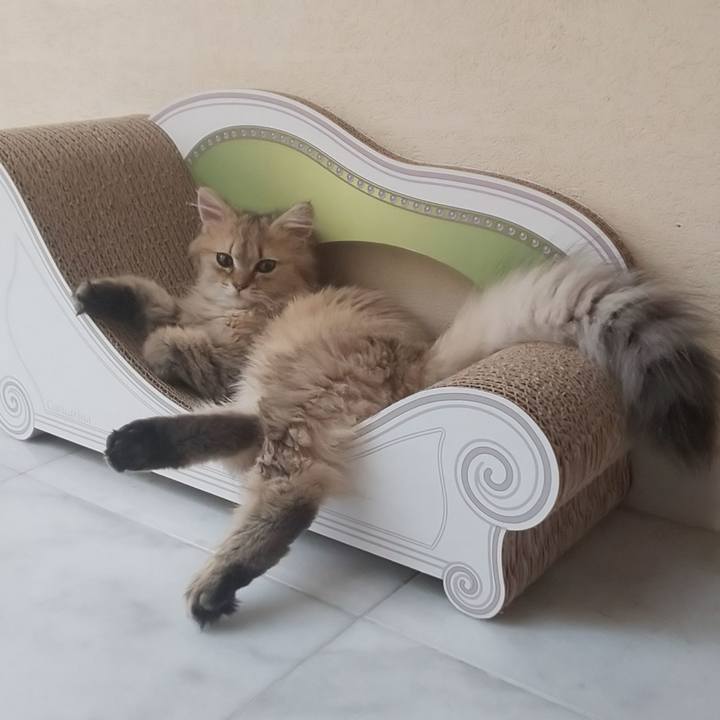 2caf8ce4 e866 47da a24e abada7b32f21 1559948870165