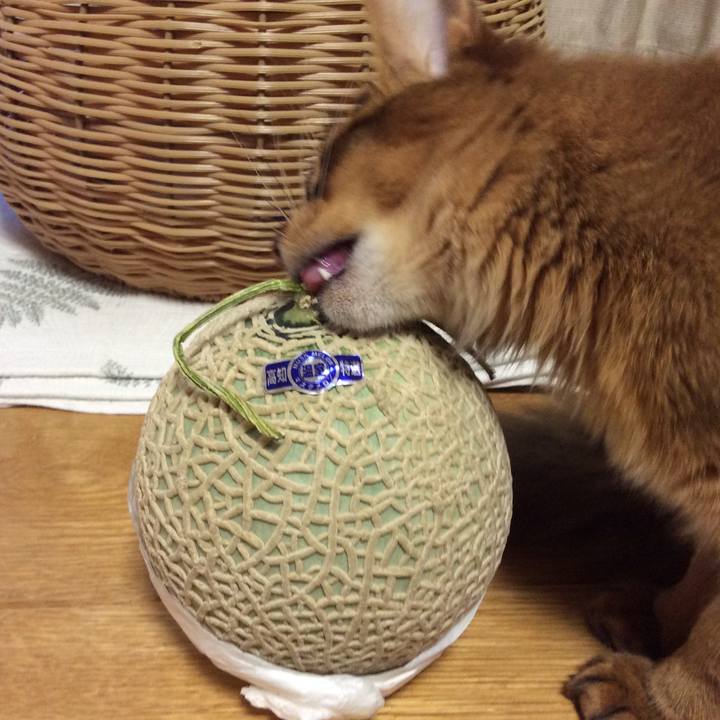 2cafc0d2 3cbc 422b bbc1 a11ef063e796 1589001113378