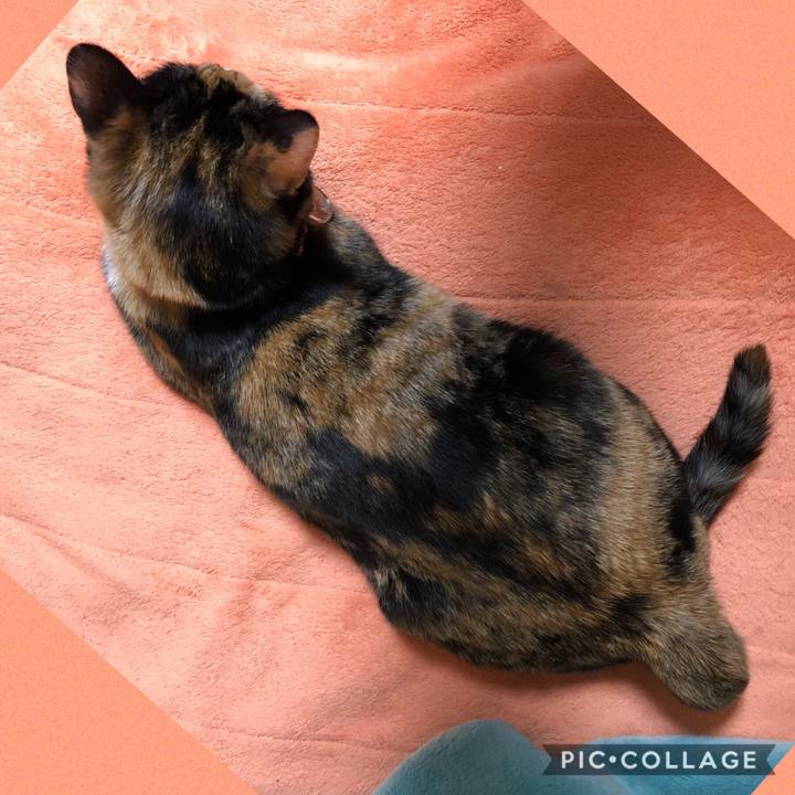 2cafed13 8372 4286 9b26 fa02c007bb2d 1555590598867