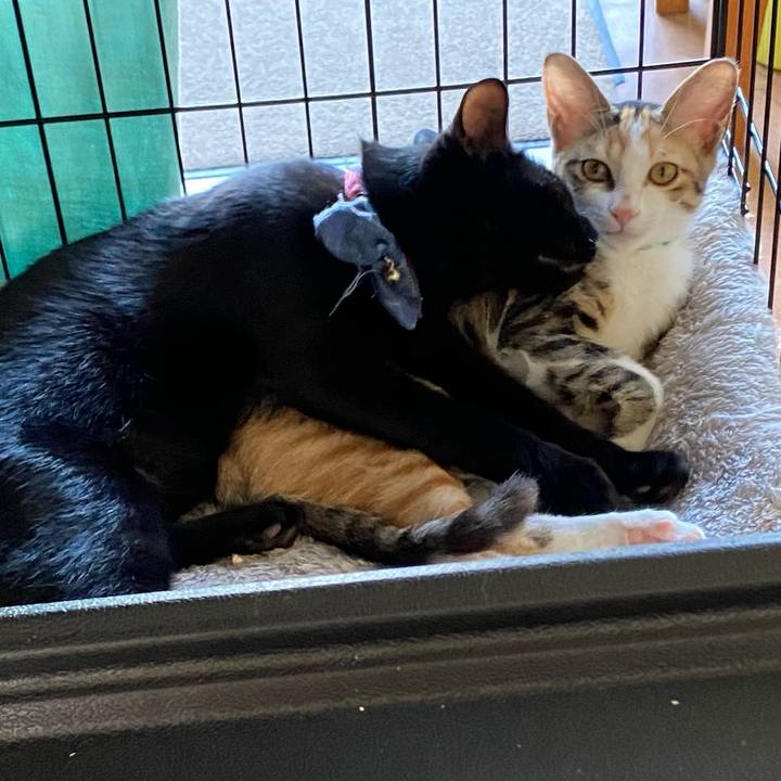 2cb12cb3 135a 4d22 af8d 98f653dafb57 1729217555313