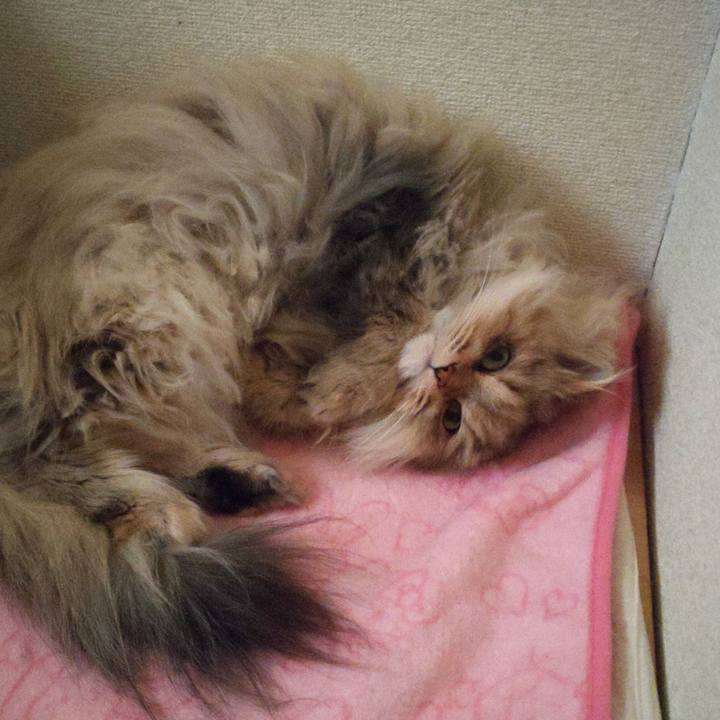 2cb1406b c6e5 4868 90b0 2d3a3838b208 1608521317519