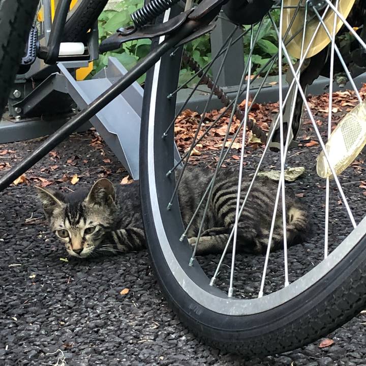 2cb21385 f684 4f6e b5b5 7ded2bd2246d 1532086148018