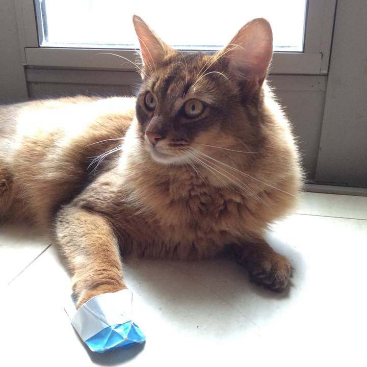 2cb713cc dc5b 4ed9 8b5f b17bc34db189 1594438305241