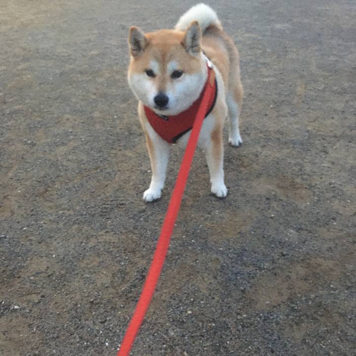 2cb72092 5efe 4adf a269 f24c990686d5 1588241532657