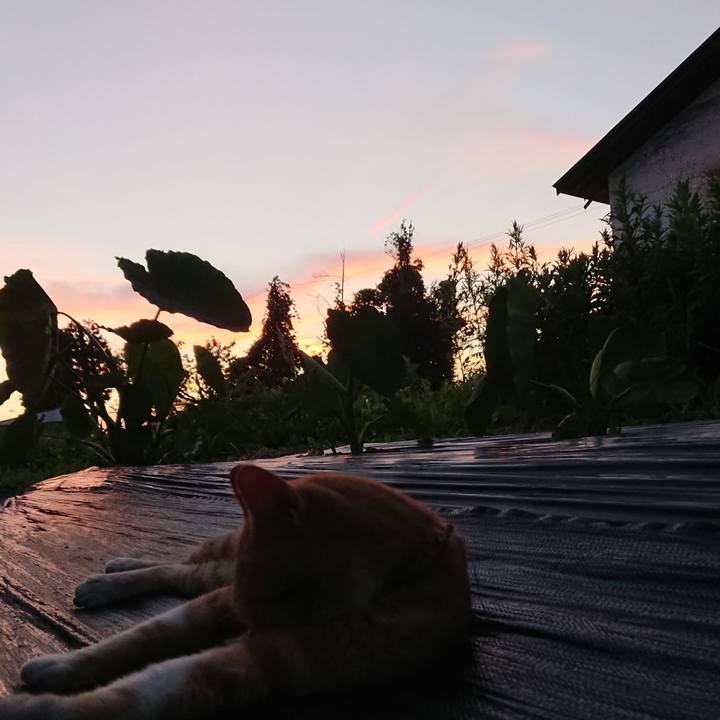 2cb78cce 122a 4da0 b6c3 41d34733ddef 1564654032380