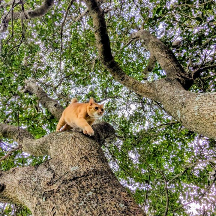 2cbaa72a a603 4a66 94f4 48fa74e29c66 1761882160675