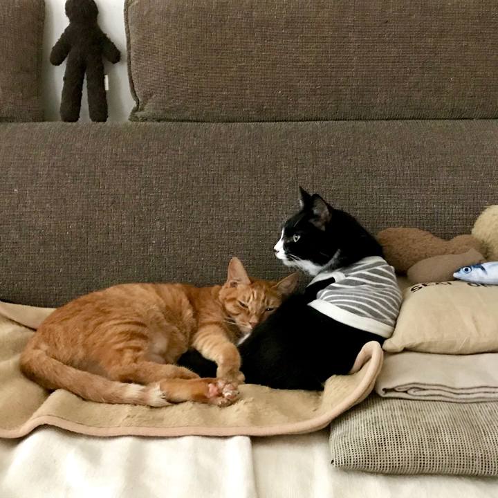 2cbadebb bf51 465b a067 e90fa82d816a 1539935195218