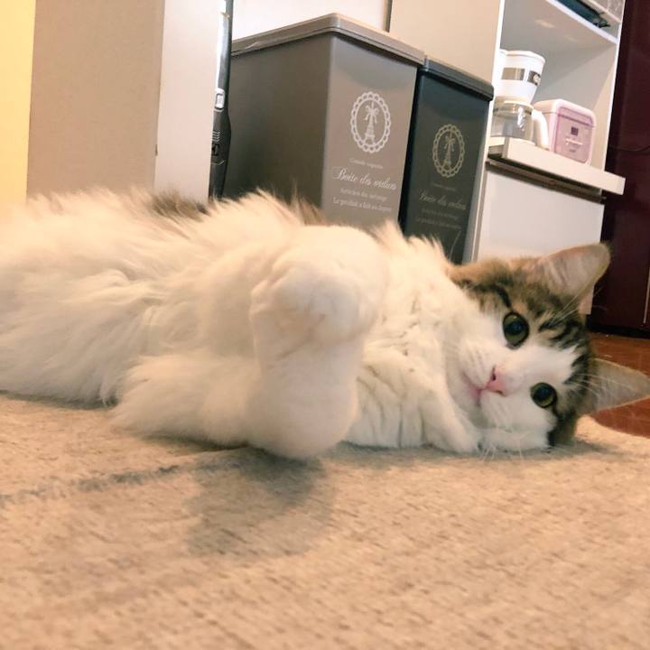 2cbb98cf 0ba0 4ea7 9fd4 3e473fa9b1cd 1539335901341