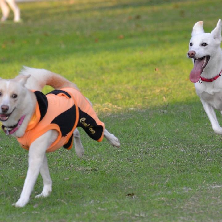 2cbca09b 6363 4762 95ee 2aa7c5e94b8b 1509099921329