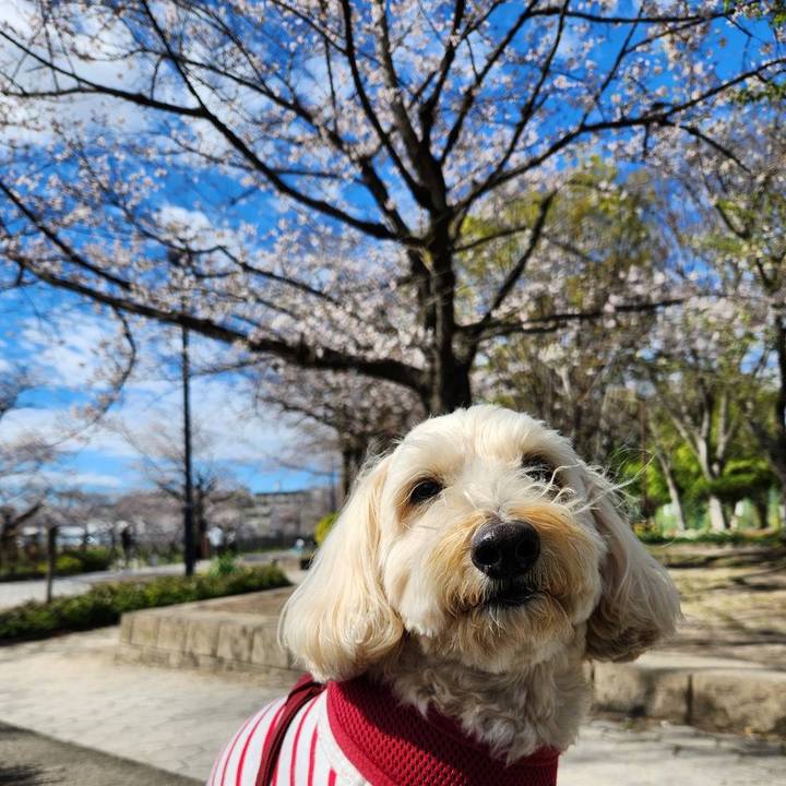 2cbdb947 6082 4f67 bca2 be5fd7df00f3 1774524421748