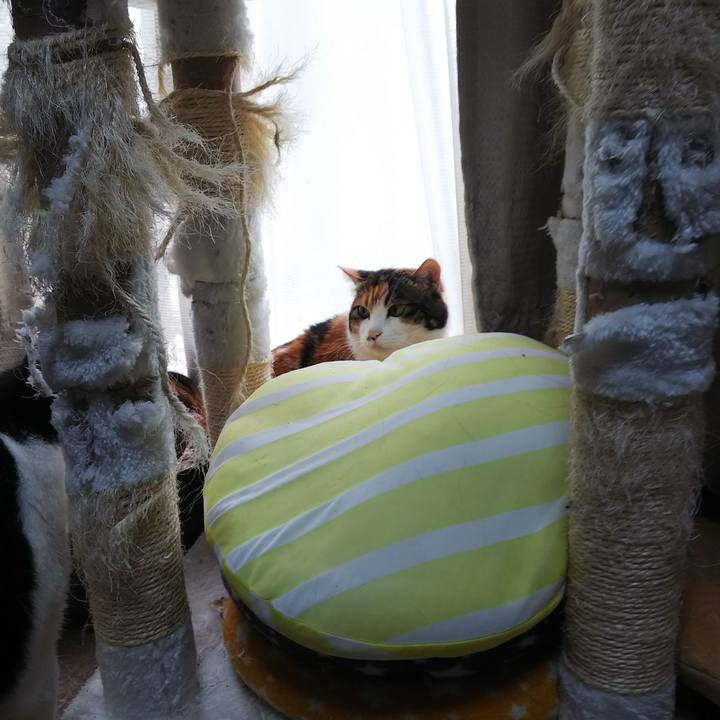 2cbf88ad 5e08 48a0 bd18 3801a8919341 1526729768550