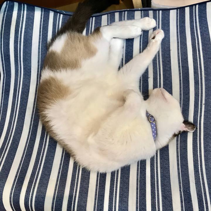 2cc230d6 be76 42f9 b274 8c560f84d6cb 1596776845341